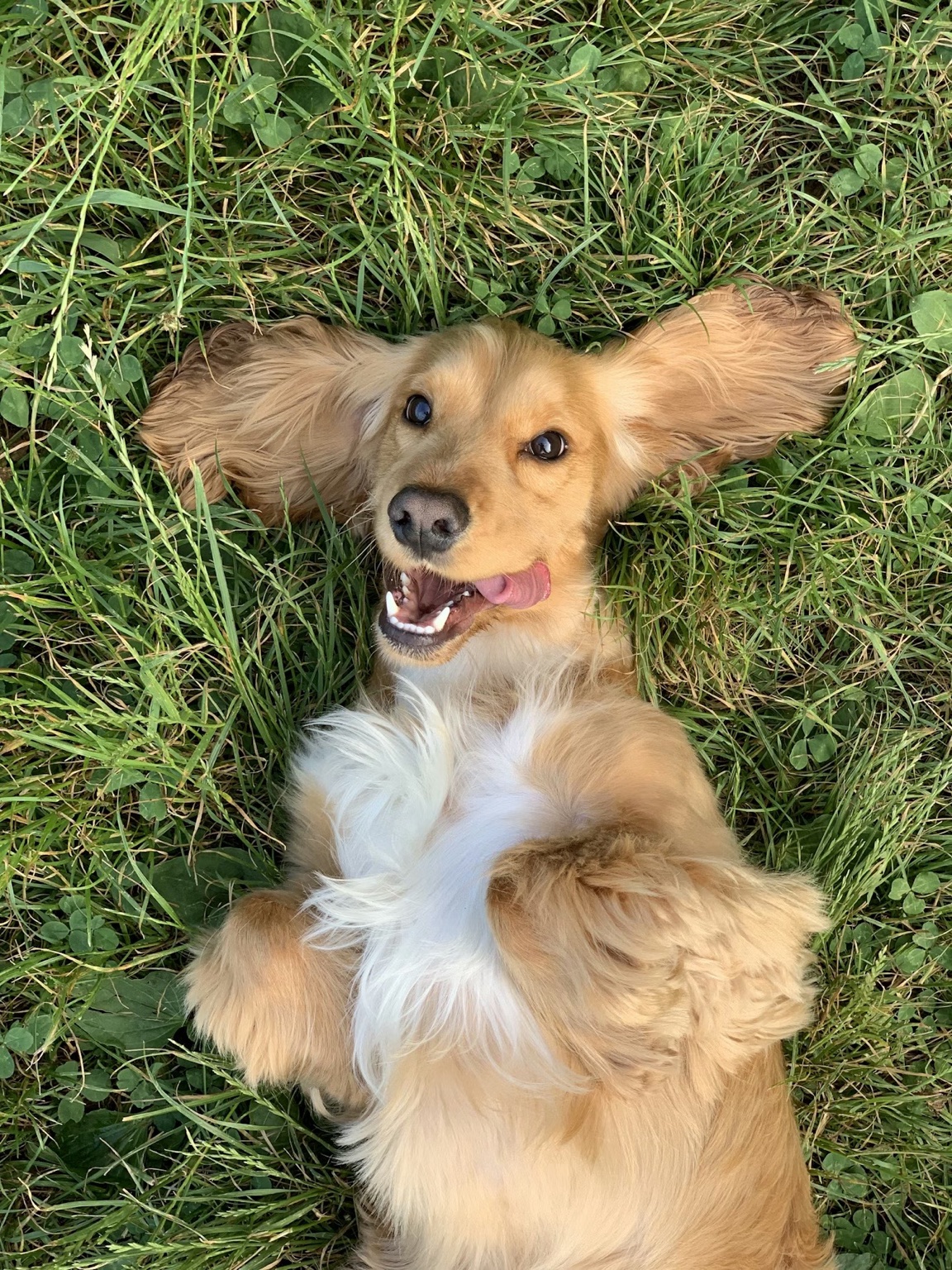 Happy dog lying in grass